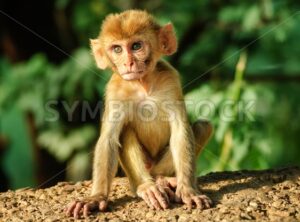 A young Rhesus Macaque monkey