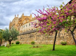 Blooming cherry tree in the cathedral garden, Palma de Mallorca, Spain