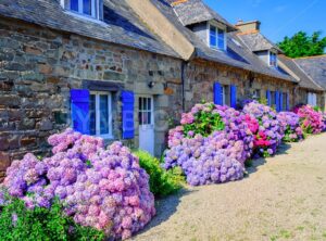 Colorful Hydrangeas flowers in a small village, Brittany, France