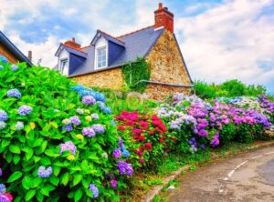 Colorful Hydrangeas flowers in a small village, Brittany, France