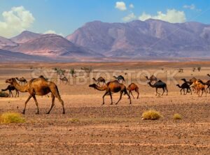 Dromedary camels in Sahara, Morocco, Africa