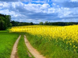 Flowering canola field on a stormy summer day in Bavaria, Germany