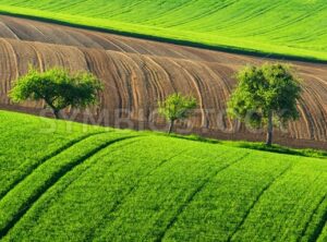 Green countryside landscape with trees, Germany