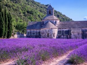 Lavender fields at Senanque monastery, Provence, France