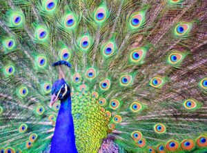 Male peacock with a spread out plumage tail