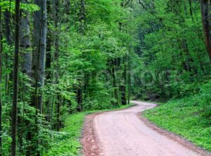 Road through a dark green forest