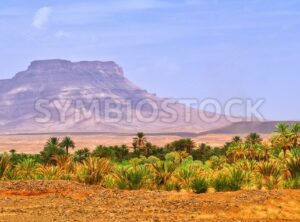 Date palms landscape in oasis in Draa Valley, Morocco - GlobePhotos - royalty free stock images
