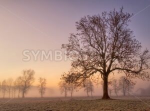 Foggy cold winter morning with tree silhouette - GlobePhotos - royalty free stock images