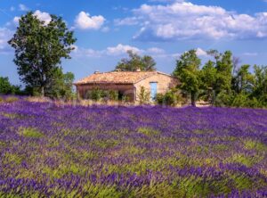 Blooming lavender field in Provence, France - GlobePhotos - royalty free stock images