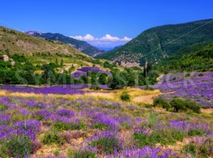 Blooming lavender fields in Provence, France - GlobePhotos - royalty free stock images