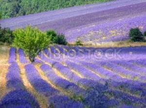 Blooming lavender fields in Provence, France - GlobePhotos - royalty free stock images