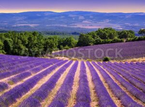 Blooming lavender fields in Provence, France - GlobePhotos - royalty free stock images