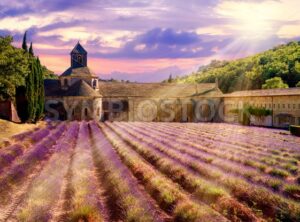 Lavender field in Senanque monastery, Provence, France - GlobePhotos - royalty free stock images