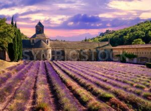 Lavender field in Senanque monastery, Provence, France - GlobePhotos - royalty free stock images