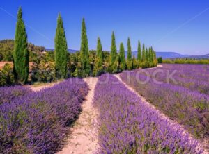 Lavender fields and cypress trees in Provence, France - GlobePhotos - royalty free stock images