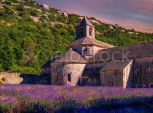 Lavender fields in Senanque monastery, Provence, France - GlobePhotos - royalty free stock images