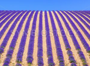 Rows of lavender flowers on a field in Provence, France - GlobePhotos - royalty free stock images