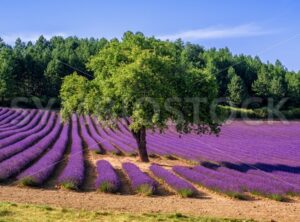 Lavender field with a tree in Provence, France - GlobePhotos - royalty free stock images