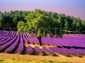 Lavender field with a tree in Provence, France, on sunset - GlobePhotos - royalty free stock images
