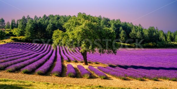 Lavender field with a tree in Provence, France, on sunset - GlobePhotos - royalty free stock images