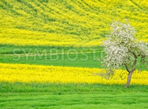 Blooming apple tree on a flowering raps field - GlobePhotos - royalty free stock images