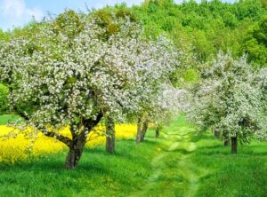 Blooming white apple tree alley and yellow canola field - GlobePhotos - royalty free stock images