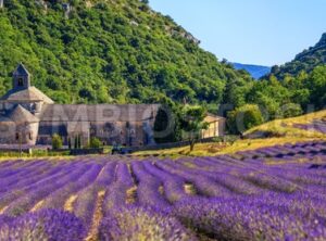 Blooming lavender field in Senanque abbey, Provence, France - GlobePhotos - royalty free stock images