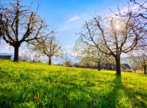 Cherry trees in blossom in Switzerland - GlobePhotos - royalty free stock images