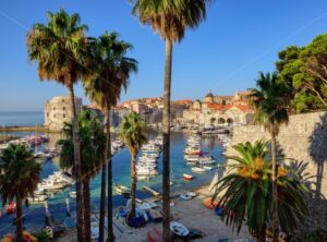 Dubrovnik, Croatia, palm trees in the old port