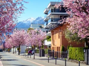 Blooming cherry trees in Ascona town, Switzerland