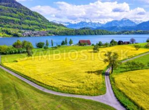 Blooming canola fields on Lake Lucerne, Switzerland