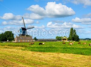 Dutch rural landscape with a windmill and cows, Holland, Netherlands