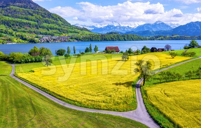 Blooming canola fields on Lake Lucerne, Switzerland Stock Photo