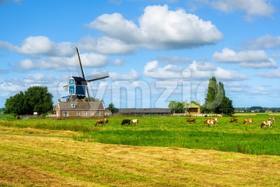 Dutch rural landscape with a windmill and cows, Holland, Netherlands Stock Photo