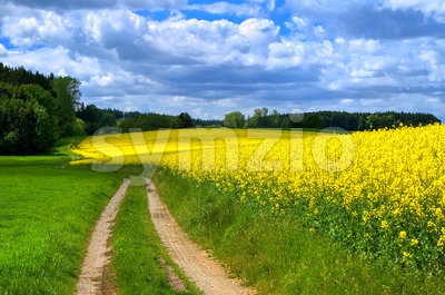 Flowering canola field on a stormy summer day in Bavaria, Germany Stock Photo