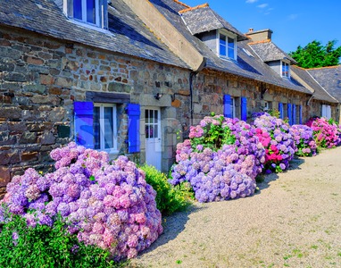 Colorful Hydrangeas flowers in a small village, Brittany, France Stock Photo