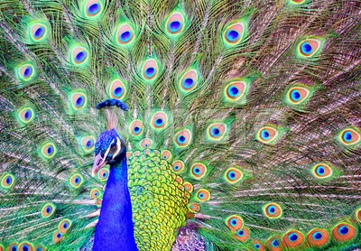 Male peacock with a spread out plumage tail Stock Photo