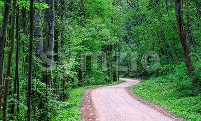 Road through a dark green forest Stock Photo