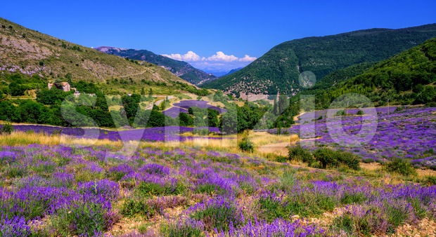 Blooming lavender fields in Provence, France Stock Photo
