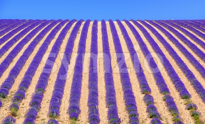 Rows of lavender flowers on a field in Provence, France Stock Photo
