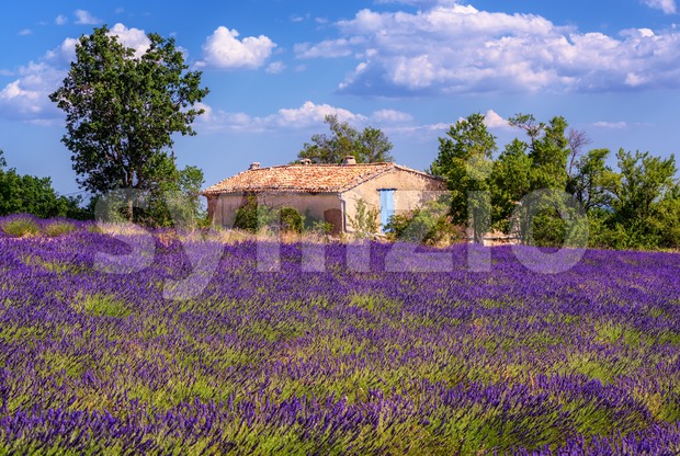 Blooming lavender field with a typical provencal house, Provence, France