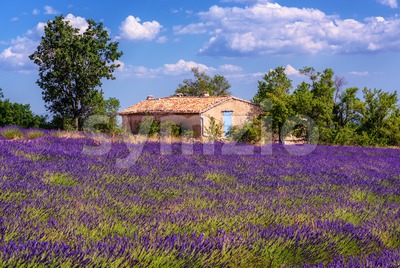 Blooming lavender field in Provence, France Stock Photo