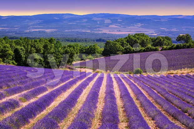 Blooming lavender fields in Provence, France Stock Photo