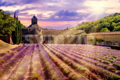 Lavender field in Senanque monastery, Provence, France Stock Photo