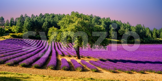Lavender field with a tree in Provence, France, on sunset Stock Photo