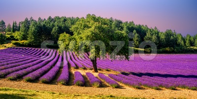 Lavender field with a tree in Provence, France, on sunset Stock Photo