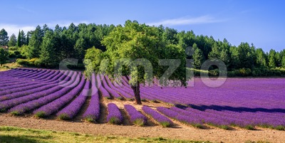 Lavender field with a tree in Provence, France Stock Photo