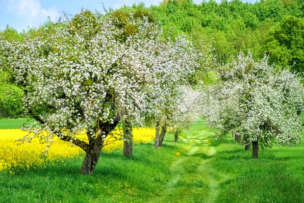 Blooming white apple tree alley and yellow canola field Stock Photo