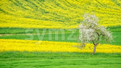 Blooming apple tree on a flowering raps field Stock Photo