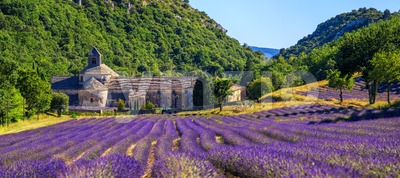 Blooming lavender field in Senanque abbey, Provence, France Stock Photo